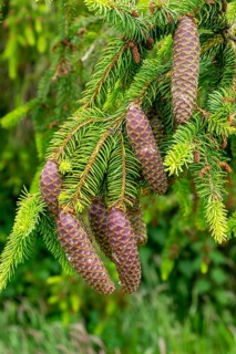 Close-up of Norway spruce tree, Picea abies, leaves and cones, Sutton, Suffolk, England, UK