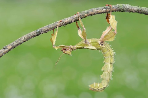 Giant prickly stick insect (Extatosoma tiaratum), female, captive, occurrence in Australia