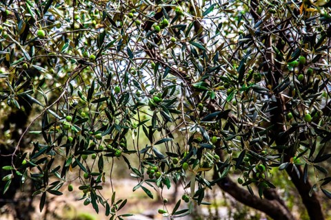Olive tree plantation, Montenegro, Montenegro, Europe