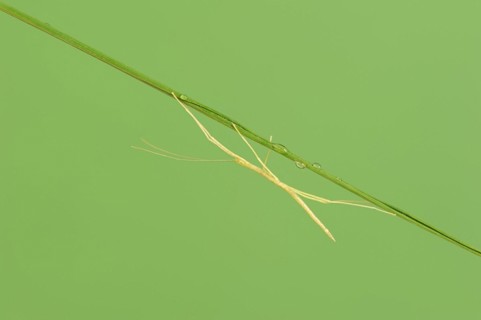 Pink Winged Stick Insect or Winged Stick Insect (Sipyloidea chlorotica, Sipyloidea sipylus), nymph,