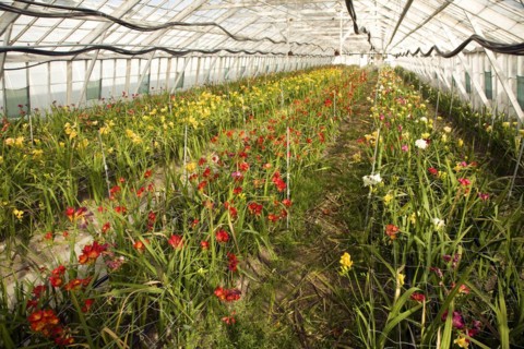 Freesias growing inside greenhouse, Guernsey Freesia Centre, St Sampson, Guernsey, Europe
