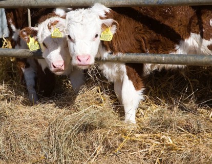 Two young calves in a herd of pure Hereford cattle at Boyton marshes, Suffolk, England, United