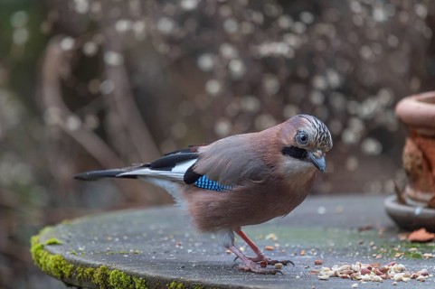 Eurasian jay (Garrulus glandarius) fetching nuts from the patio table, Bavaria, Germany, Europe