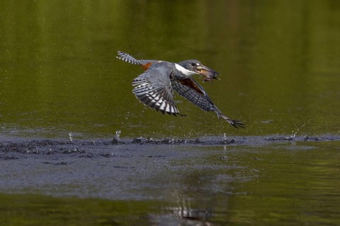 Red-breasted Kingfisher (Megaceryle torquata), flying with caught fish, Rio Claro, Pantanal,