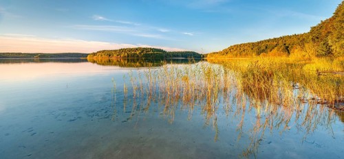 Lake Fürstensee with reeds in the evening light, Müritz National Park, Fürstensee,