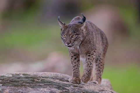 Lynx pardinus, male, walking on stone, Sierra de Andujar, Andalusia, Spain, Europe