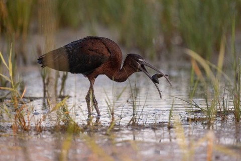 Glossy ibis (Plegadis falcinellus), with prey, leech, Danube Delta, Romania, Europe