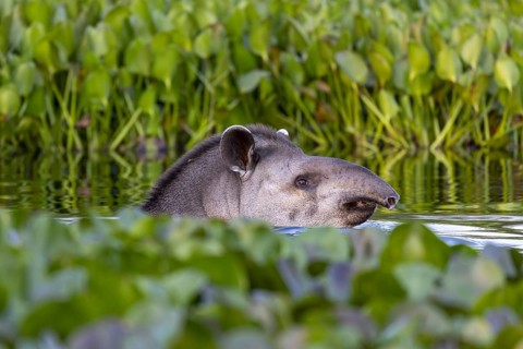 Lowland tapir (Tapirus terrestris), swimming between floating plants, Rio Claro, Pantanal, Brazil,