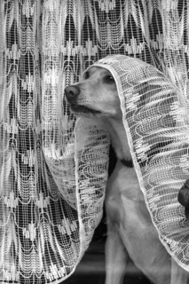 Dog looking out of the window under a curtain, Bavaria, Germany, Europe