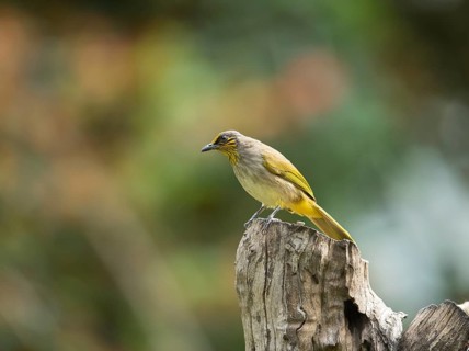 Striped-throated bulbul (Pycnonotus finlaysoni), Phetchaburi, Kaeng Krachan National Park,