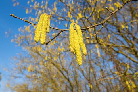 Common hazel (Corylus avellana) also known as hazel bush or hazelnut bush, male, yellow