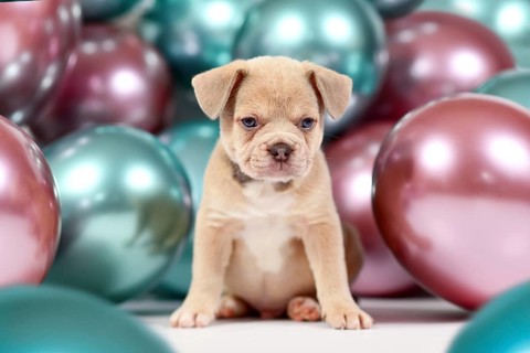 Cute young healthy cream colored French Bulldog dog puppy with colorful balloons in background