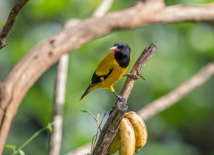 Black-headed oriole (Eurasian Golden Oriole xanthornus), Kaeng Krachan National Park, Thailand,