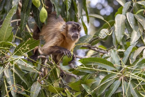 Crested capuchin monkey (Sapajus apella) or hooded capuchin, feeding in a tree, Pantanal, Brazil,