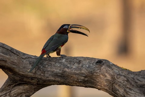 Brown-eared Aracari (Pteroglossus castanotis), tongue visible, Pantanal, Brazil, South America