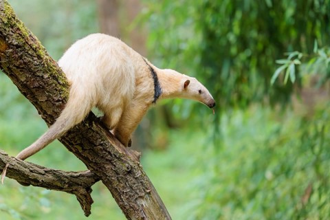 A Southern Tamandua (Tamandua tetradactyla) sits on a leaning tree in a forest and observes its