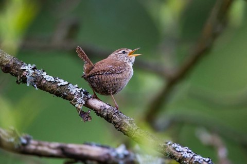 Wren (Troglodytes troglodytes), male adult bird, perched on a branch singing, Hesse, Germany,