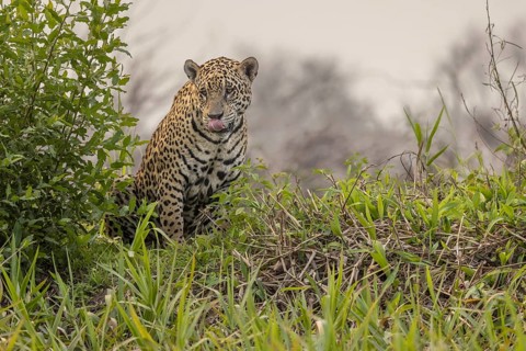Jaguar (Panthera onca), upper edge of steep bank, Pantanal, Brazil, South America