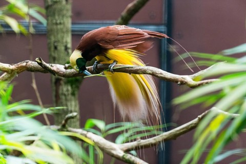Raggiana Bird-of-paradise (Paradisaea raggiana), adult male bird perched on a branch, playing with