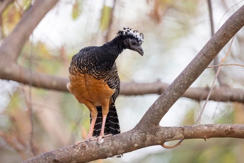 Bare-faced Hokko (Crax fasciolata), f, in tree, Pantanal, Brazil, South America