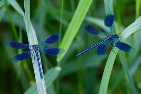 Banded Demoiselles (Calopteryx splendens), two adult males resting amongst tall grass, Hesse,