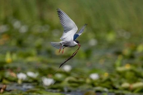 White-bearded Tern (Chlidonias hybrida), flying with nesting material, Danube Delta, Romania,