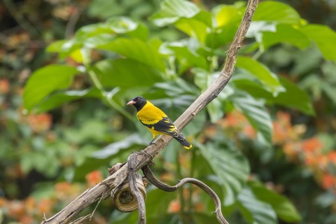 Black-headed oriole (Eurasian Golden Oriole xanthornus), Kaeng Krachan National Park, Thailand,