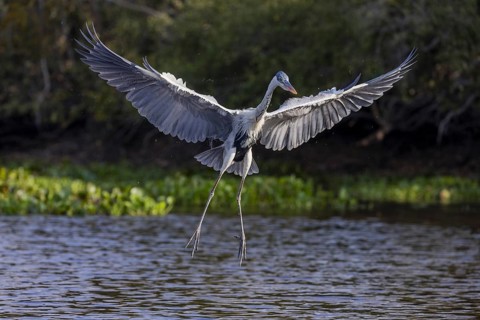 Cocoirei heron (Ardea cocoi), hunting fish in flight, Rio Claro, Pantanal, Brazil, South America