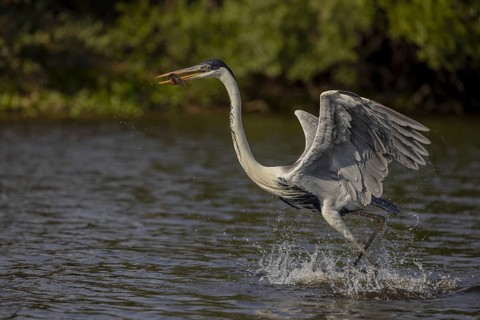 Cocoirei heron (Ardea cocoi), flying with fish, Pantanal, Brazil, South America