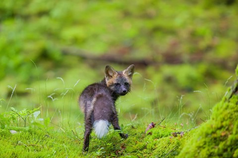 One young silver fox (Vulpes vulpes) exploring the surrounding of its den on the mossy forest floor