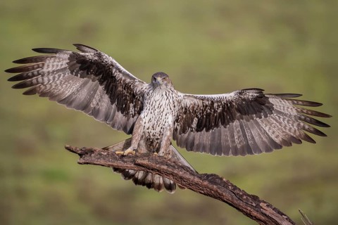 Bonelli's eagle (Aquila fasciata), approaching a branch, Sierra Morena, Andalusia, Spain, Europe