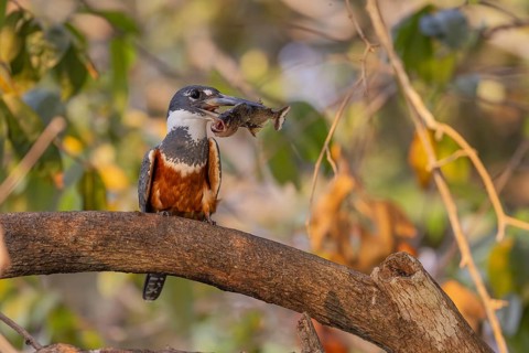 Red-breasted Kingfisher (Megaceryle torquata), on branch, eating piranha, Rio Claro, Pantanal,
