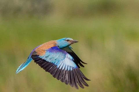 European Roller (Coracias garrulus), in flight, Danube Delta, Romania, Europe