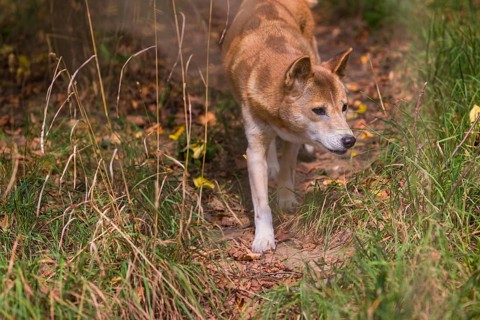 One New Guinea singing dog or New Guinea Highland dog (Canis hallstromi) (Canis dingo hallstromi,