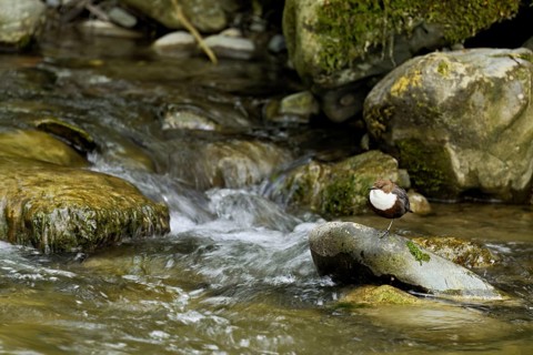 White-throated Dipper (Cinclus cinclus), standing on a stone, Canton Zurich, Switzerland, Europe