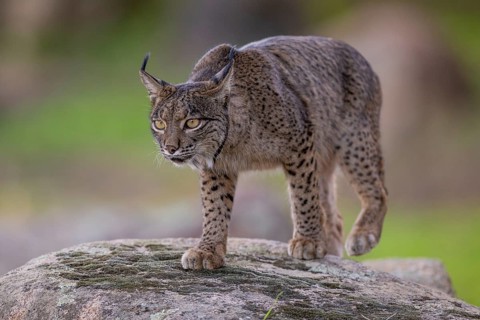 Lynx pardinus, male, on stone, Sierra de Andujar, Andalusia, Spain, Europe
