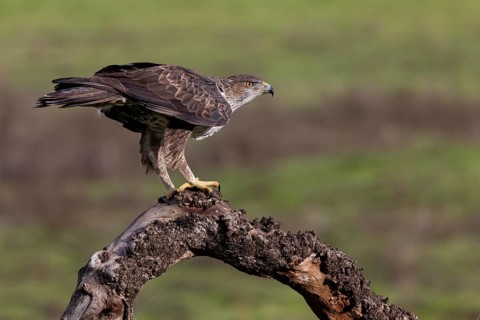 Bonelli's eagle (Aquila fasciata), on branch, Sierra Morena, Andalusia, Spain, Europe