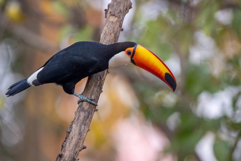 Giant toucan (Ramphastos toco), on branch, Pantanal, Brazil, South America