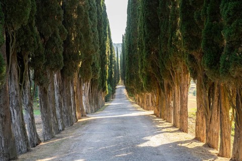 Cypress trees growing beside a little trail, Tuscan landscape, Chianti Region, Tuscany, Italy,