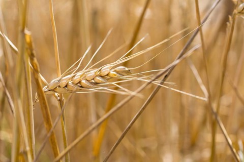 Grain field with ripe ears of wheat (triticum) in front of a blue sky, Riesa, Saxony, Germany,
