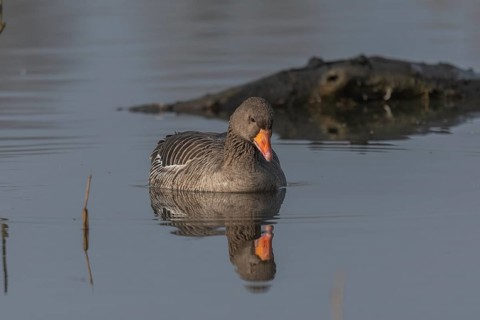 Greylag goose (Anser anser) swimming on a pond in a nature reserve. Lower Rhine, Alsace, France,