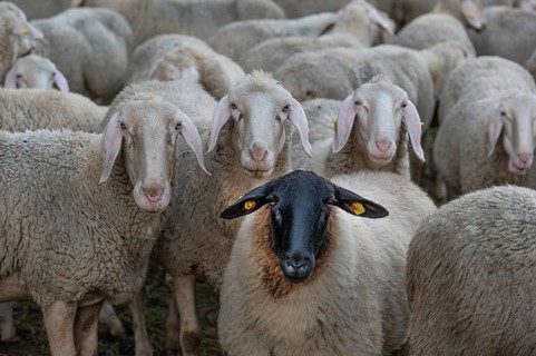 Blackface sheep among Merino sheep in the pasture, Thuisbrunn, Upper Franconia, Bavaria, Germany,