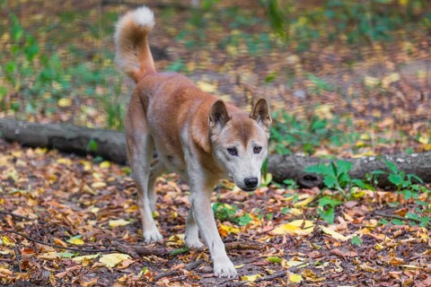 One New Guinea singing dog or New Guinea Highland dog (Canis hallstromi) (Canis dingo hallstromi,
