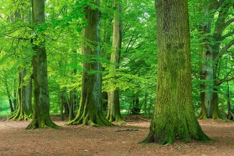 Huge old beeches and oaks with moss-covered roots in a former hut forest, Reinhardswald, Sababurg