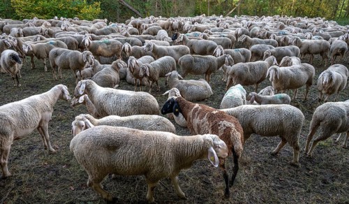 A herd of Merinoland sheep in a fenced pasture, Thuisbrunn, Upper Franconia, Bavaria, Germany,