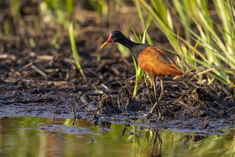 Red-fronted Jacana (Jacana jacana), on the bank, Pantanal, Brazil, South America