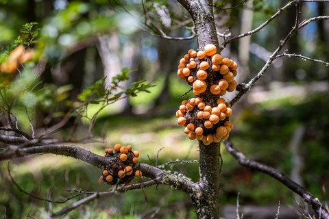 Cyttaria darwinii, Cyttaria growing in a tree branch, Pampa Alta hiking trail, Tierra del Fuego