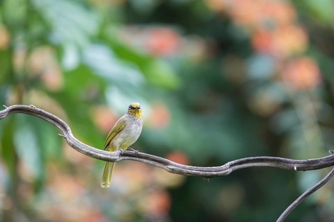 Striped-throated bulbul (Pycnonotus finlaysoni), Phetchaburi, Kaeng Krachan National Park,