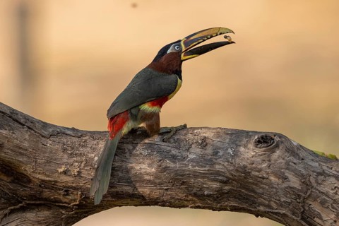 Brown-eared Aracari (Pteroglossus castanotis), throwing up food, Pantanal, Brazil, South America