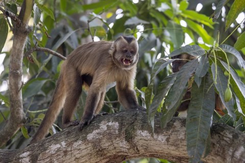 Crested capuchin monkey (Sapajus apella) or hooded capuchin, in a tree, Pantanal, Brazil, South